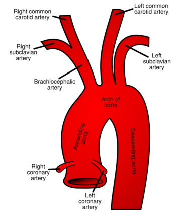 Aorta.