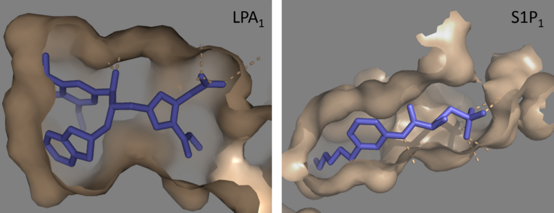 Image:LPA S1P.png