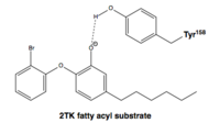 Figure 8. The side chain hydroxyl of Tyr-158 stabilizes the enolate intermediate of the fatty acyl substrate (2TK) .