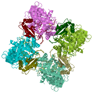 Spinach Ribulose-1,5-Bisphosphat Carboxylase Oxygenase, 1aus