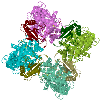 Spinach Ribulose-1,5-Bisphosphat Carboxylase Oxygenase, 1aus