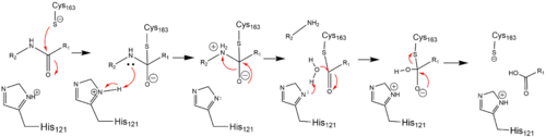 active site mechanism