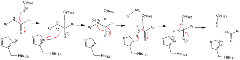Image:Cystine Aspartase.png