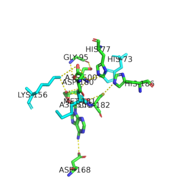 Representative image of editing domain that demonstrates amino acid important in binding and hydrolyzing serine-tRNA(thr). Note, the amino acids highlighted in light blue are the amino acid important for hydrolysis (His-73, Met181, and Lys 156). Also  not shown is Tyr103 who plays an important role in changing tRNA acceptor stem from catalytic domain to editing domain.
