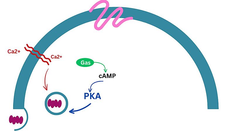 Image:GLP1.jpg