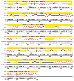 Figure 2. This image is representative of the sequence of chorismate synthase.