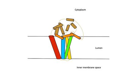 Figure 3. Colored helices based on hydrophobicity. Red, green, yellow, and blue represent the transmembrane helices.  Orange represents the helices found on the surface of the membrane, and tan represents the helices found in the cytoplasm.