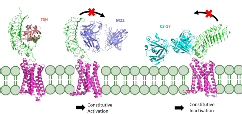 Image:Conformation1.png