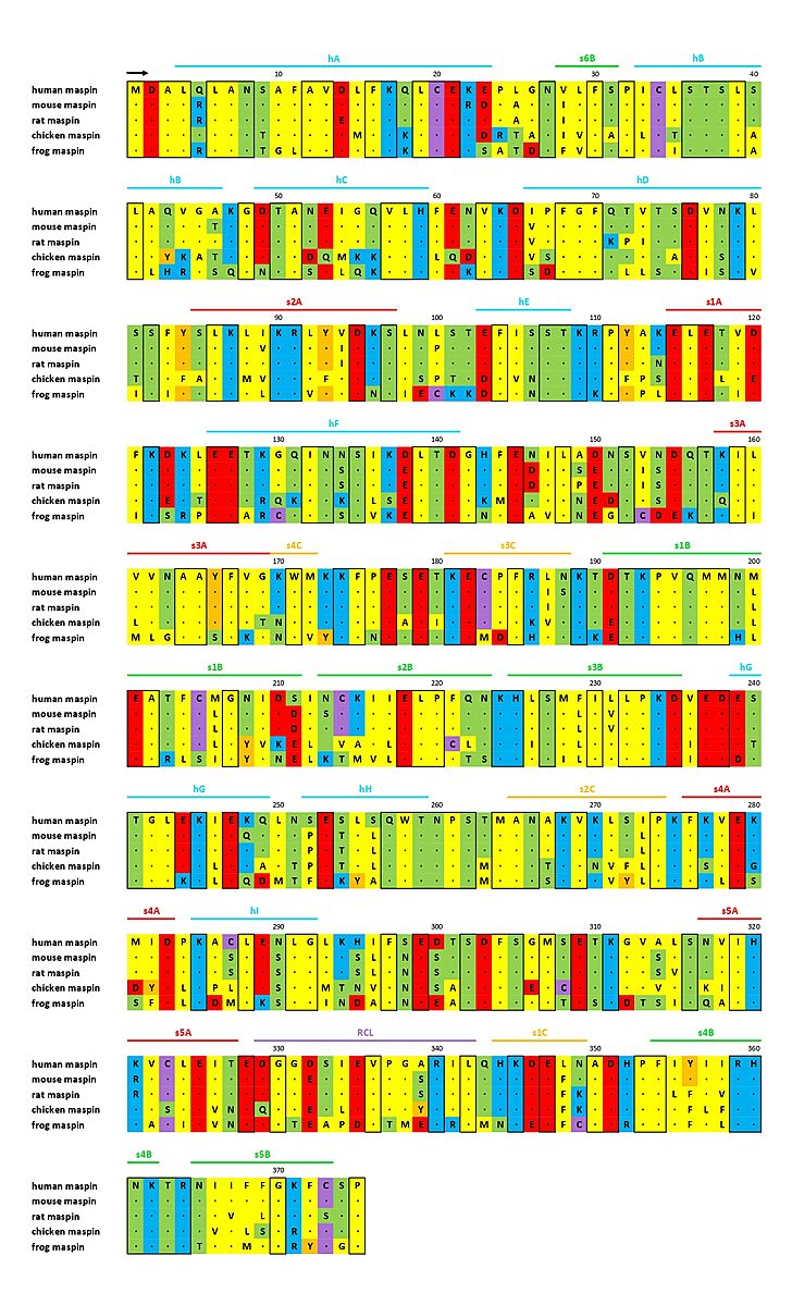 Fig. 2 - Sequence alignment of maspin-like proteins. The secondary structure of maspin is marked above the alignment and conserved residues are enclosed in a black box (ADAPTED FROM doi: http://dx.doi.org/10.1074/jbc.M412043200).