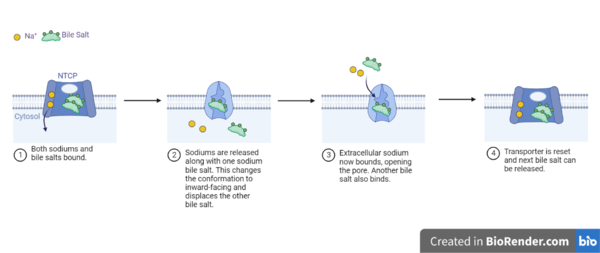 Figure 5: Diagram of Proposed Bile Salt Transport Process