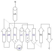 This 2D topology diagram shows the βαββαβ fold of Thg1. The helices and strands involved in the fold are in blue font. The fold is most similar to that of cylcases. The mechanism is more likely the same as family A polymerases, with the conserved carboxylates shown as asterisks(*). 3otb