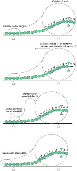 Image:Endoglucanase Mechanism.jpeg