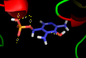 H-bonding network of PLP in the active site