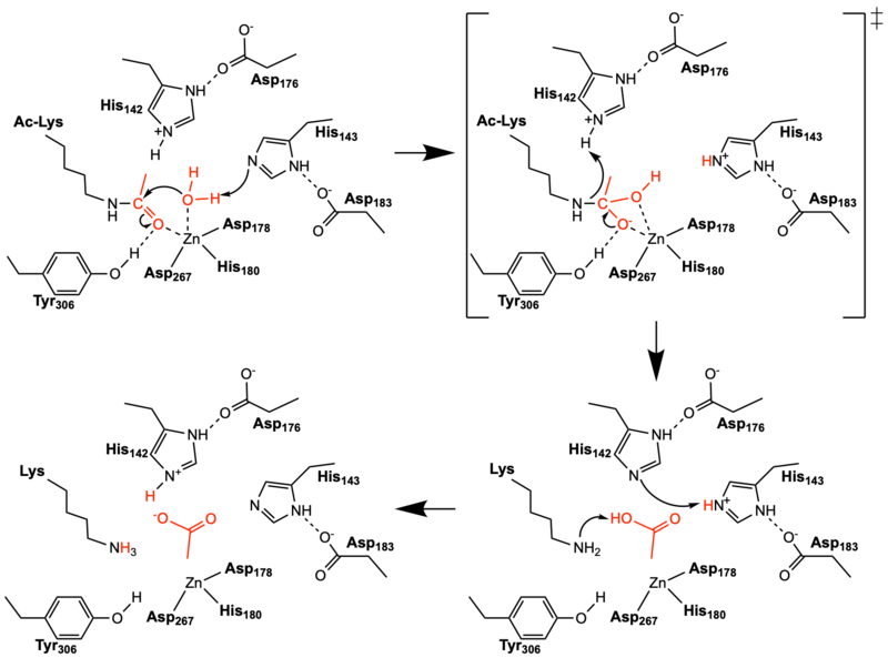 Image:Hdac mechanism final1.png