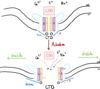 Gating Mechanism of Piezo1 before and after activation by an external mechanical forces