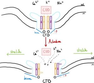 Gating Mechanism of Piezo1 before and after activation by an external mechanical forces