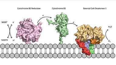 Figure 2. Position of SCD within the biological membrane.  It is part of an electron transport chain involving cytochrome b5 reductase and cytochrome b5 to allow for the activation of the catalytic molecule coordinated by the two ions in the center of SCD.