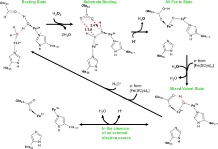 Reaction scheme for rubrerythrins.