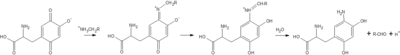 The reductive half-reaction in the oxidation of a primary amine by copper amine oxidase.