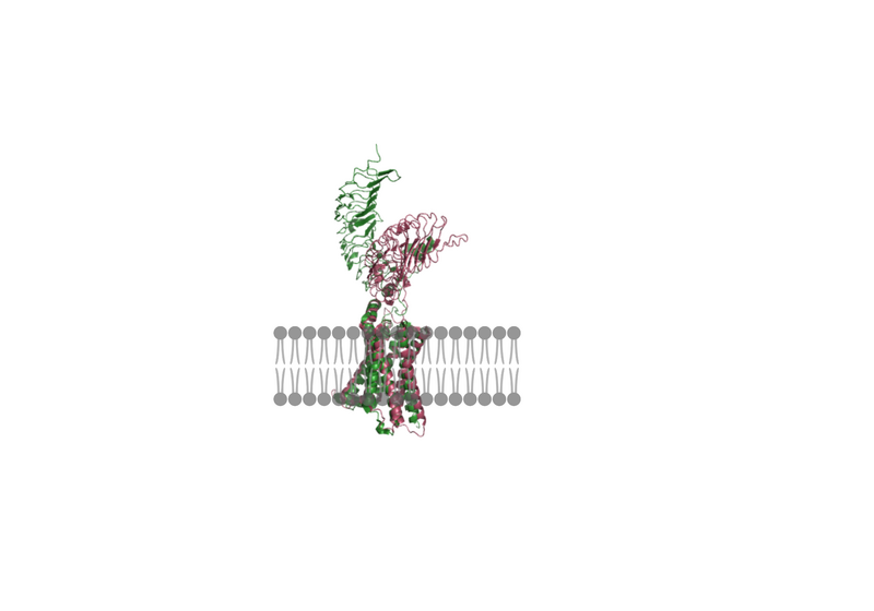 Image:Active v Inactive TSHR Membrane2.png