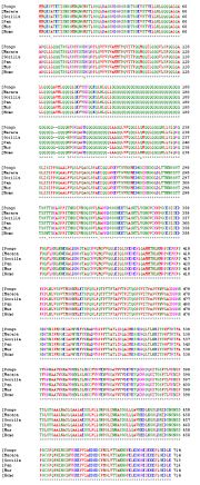 Multiple sequence alignment of human, chimpanzee, gorilla, rhesus macaque, and mouse FOXP2