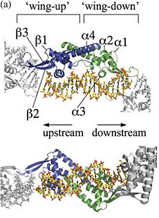 Fig 3. Overall structure of the RTP.C110S:nRB complex. “Side view” and “top view” of RTP.C110S in complex with the nRB oligonucleotide. The “wing-up” and “wing-down” monomers are shown in blue and green respectively. The adjacent symmetry-related molecules are represented in grey. The α3-helix are shown to be inserted into the major grooves of DNA.