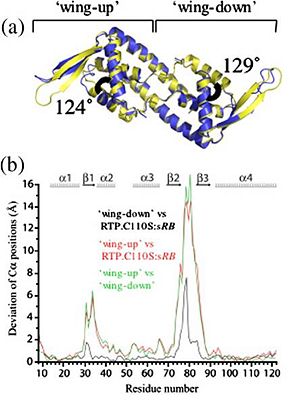 Fig 5. Structural differences between the RTP.C110S:nRB and RTP.C110S:sRB complexes. (a) RTP.C110S crystal structures from nRB (blue) and sRB (yellow) complexes superimposed upon one another (from “top view”). The angle between α2 and α3 is indicated for each subunit. (b) Plot of root mean square deviation (RMSD) values versus residue number for each α-carbon position of the two RTP.C110S:nRB monomers (wing-up and wing-down) compared with each other (green) and with the RTP.C110S:sRB monomer structure (wing-up, red and wing-down, black).