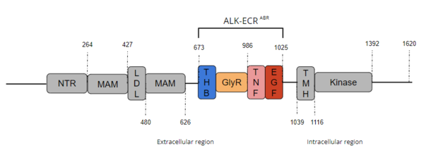 Figure 1. Overview of Anaplastic Lymphoma Kinase Structure with domains where known structures are color coordinated and other domains are grayed out. The abbreviations are as follows: NTR-N-terminal Region, MAM-Meprin-A-5 protein-receptor protein tyrosine phosphatase μ, LDL-low-density lipoprotein receptor class A, THB-three helix bundle-like, GlyR-poly-glycine region, TNF-tumor necrosis factor-like domain, EGF-epidermal growth factor-like, TMH-transmembrane helix