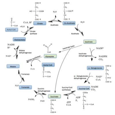 Figure 1: ICL mediated glyoxylate shunt pathway of the Citric Acid Cycle. The intermediates of the CAC are shown in blue, while the glyoxylate shunt pathway intermediates are shown in green.