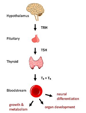 Figure 1: TSH binds TSHR on the surface of thyroid cells in the HPT signaling axis pathway, which regulates metabolism and growth.