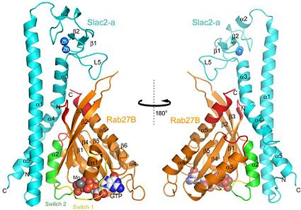 Figure 2: Overall stucture of the Rab27B/Slac2-a complex. 