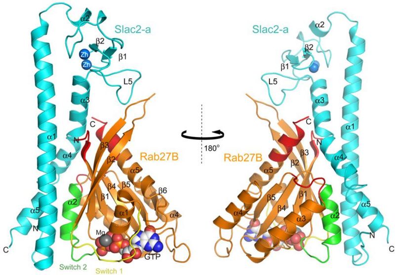 Image:Rab27B slac2a image1.jpg