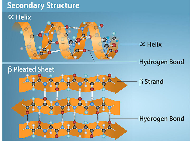 Image:Secondary structure OpenStax.jpg