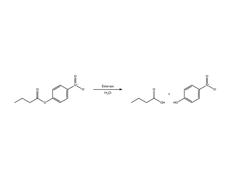 Image:Esterase Reaction.png