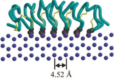 The beta sheet roll motif lines up the amino acid chain such that each turn interacts with a unit cell of the water ice crystal