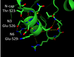 N-terminal capping motif in factor XIa