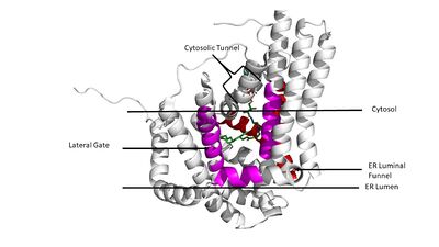 Figure 3. Shows the location of the lateral gate accessed via the ER lumen side of the membrane in pink, with the substrate acyl-CoA in the cytosolic tunnel and ER funnel (red) shown in the back in atom colors(6vp0).