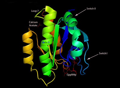 Calcium Acetate/Loop 7/Helix 3/GppNHp