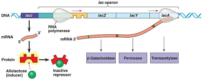 Image:Lactose operon.jpg