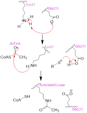 Figure 2. One possible acetylation mechanism of HAT1. Mechanism consists of deprotonation of Lys-12 and then transfer of an acetyl group from Acetyl CoA to Lys-12.