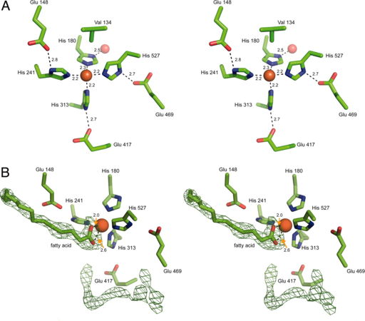 Figure 5: RPE65 iron ion binding pocket coordination sites (A) Stereoview of the iron cofactor and its ligand. Shown in orange is the iron ion, shown in red is a water molecule. The bond length interactions are shown in angstroms from the iron atom. (B) Stereoview of the residual electron density from the RPE65 active site. The green mesh represents an unbiased electron density map contoured at 3.5 σ. The numbers next to teh dash lines indicates bond length interactions measured in angstroms. 