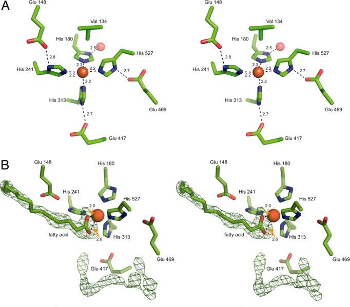 Image:RPE65 Figure5 Binding Pocket.jpg
