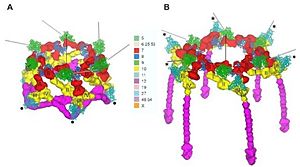 Deployement of short tails, A: Hexagonal conformation, B: Star conformation, gp12 in manganta and gp10 in yellow 