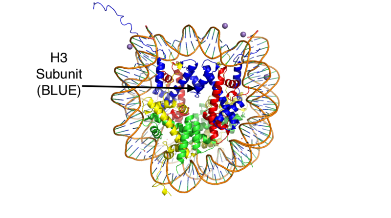 Image:HistoneStructure.png