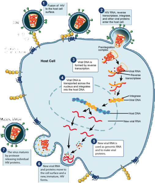 Image:HivReplicationCycle.gif