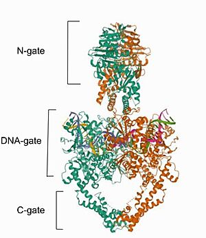 Image from the RCSB PDB (https://www.rcsb.org/structure/6ZY8) of PDB ID 6ZY8, Cryo-EM structure of the entire Human topoisomerase II alpha in State 2.