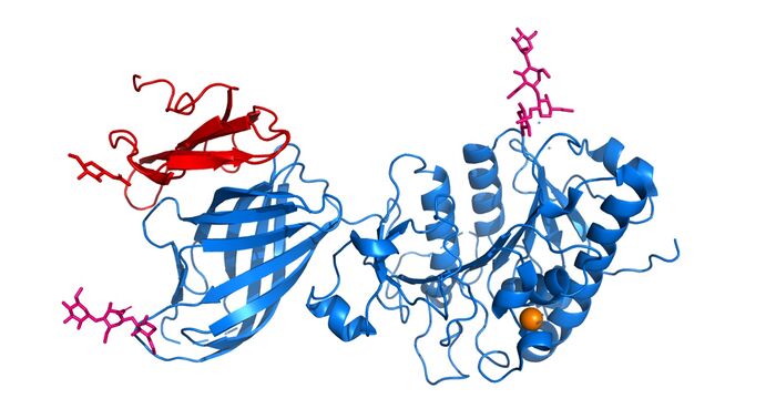 Figure 1. The coolest image of this protein EVAH!!!