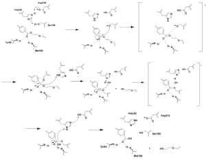 Figure 1. Bile Salt Uptake Mechanism.