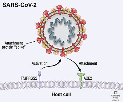 Viral entry mediated by TMPRSS2.