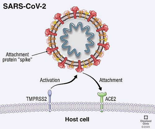 Viral entry mediated by TMPRSS2.